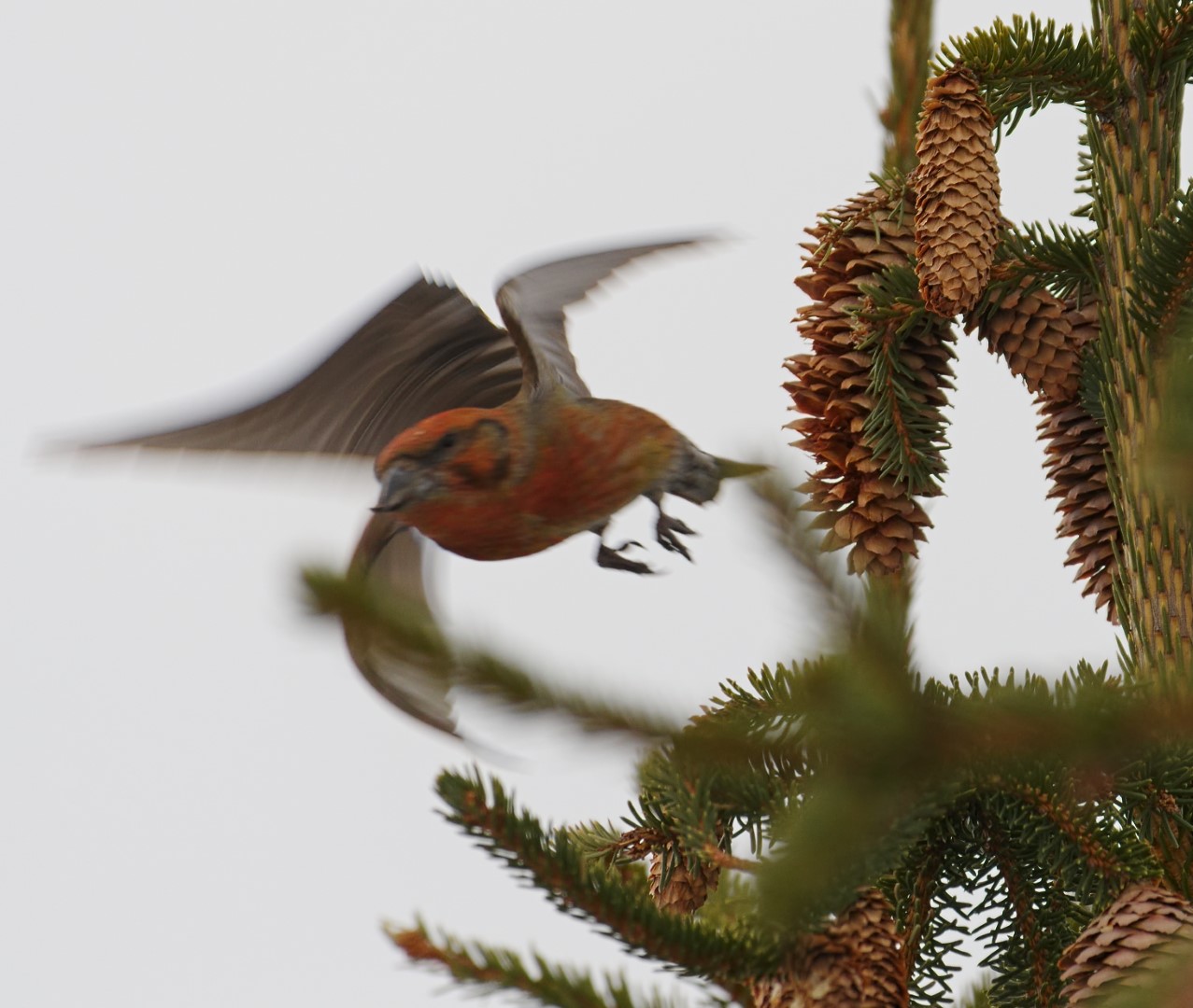 Common Crossbill