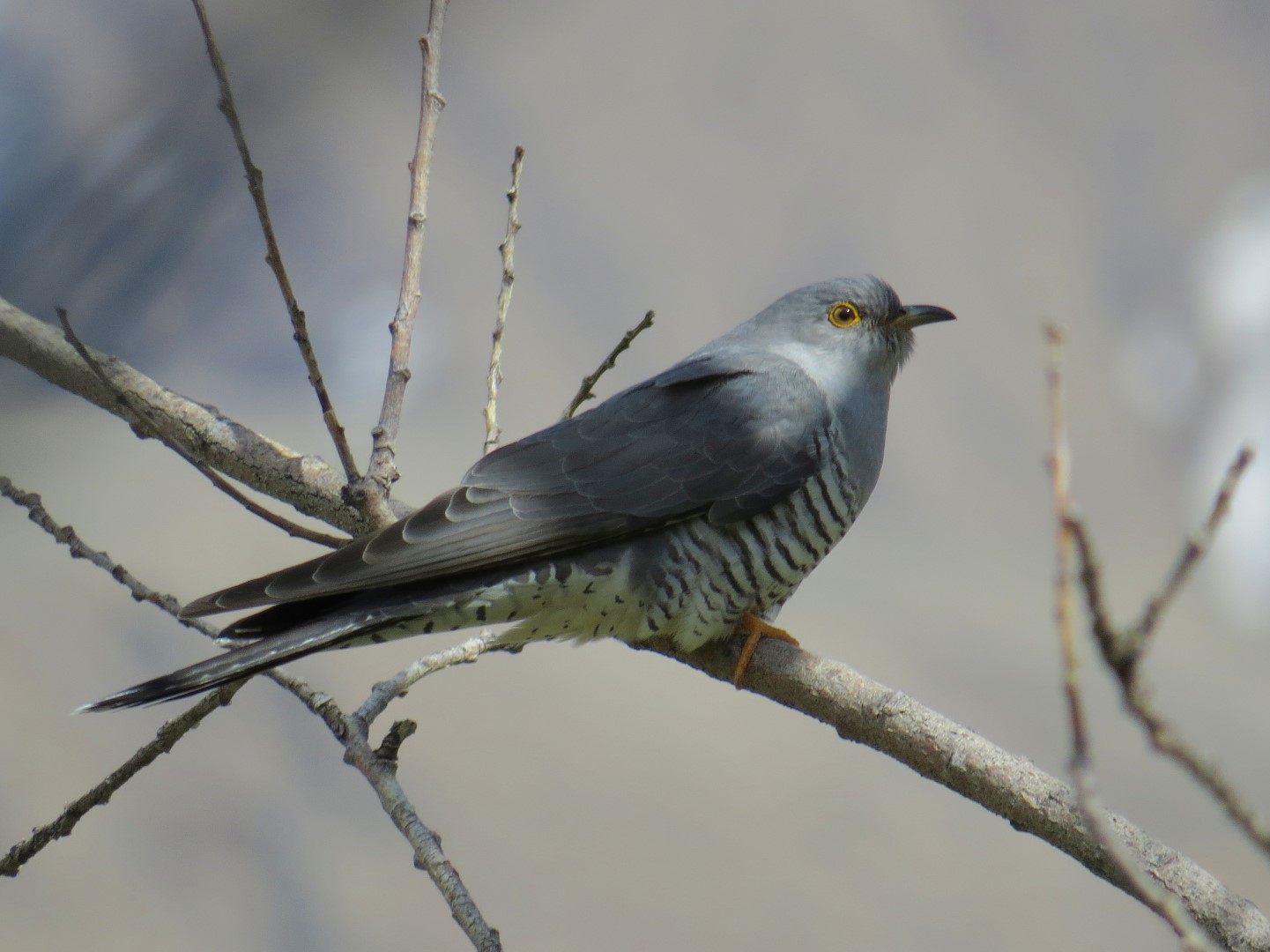 Common Cuckoo