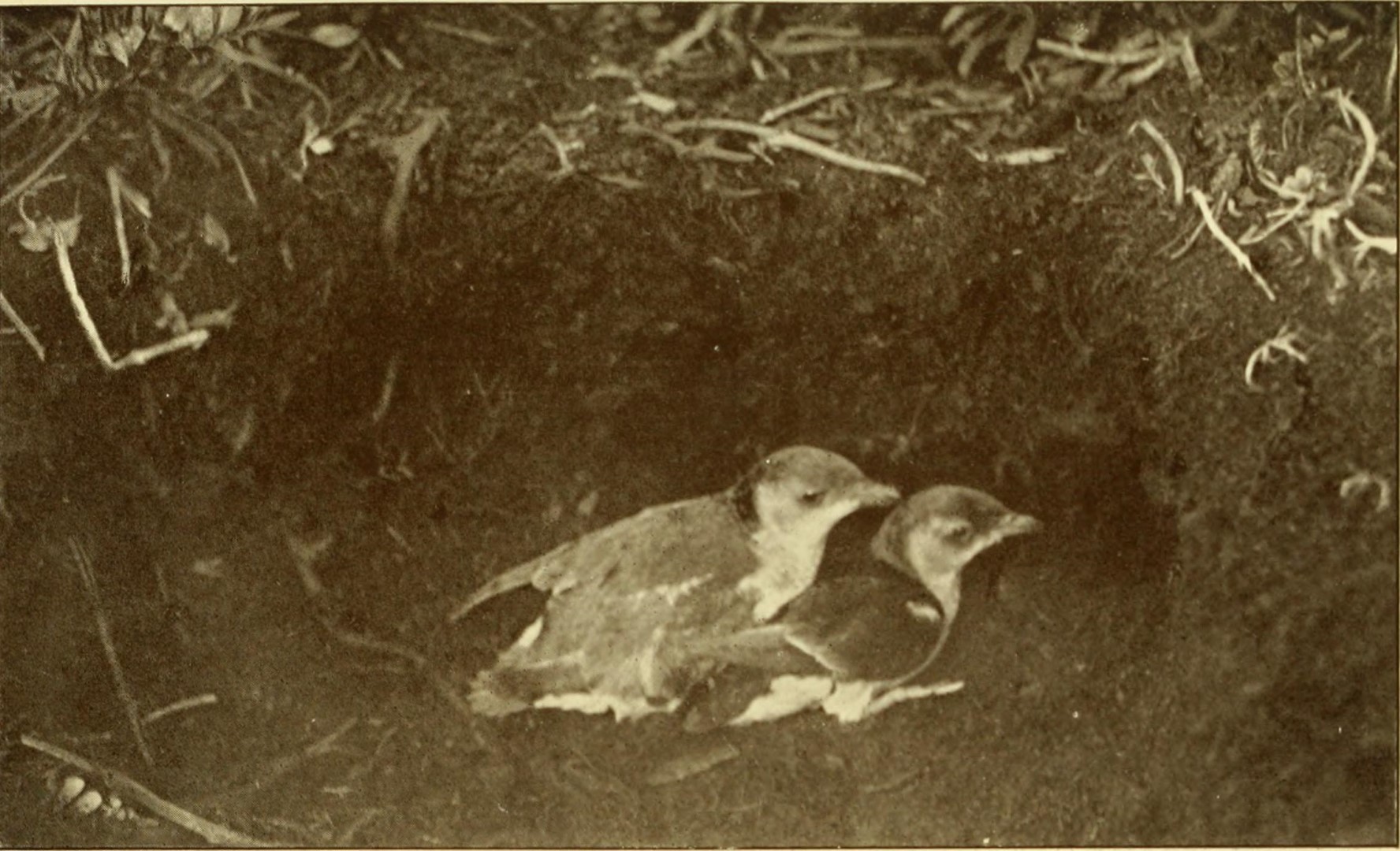 Common Diving Petrel