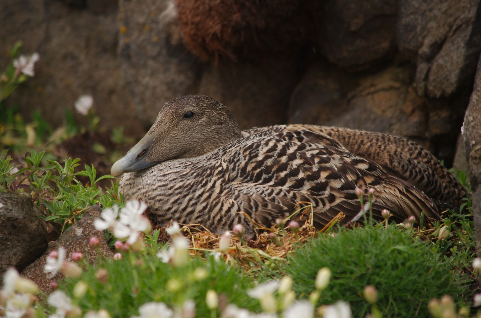 Common Eider