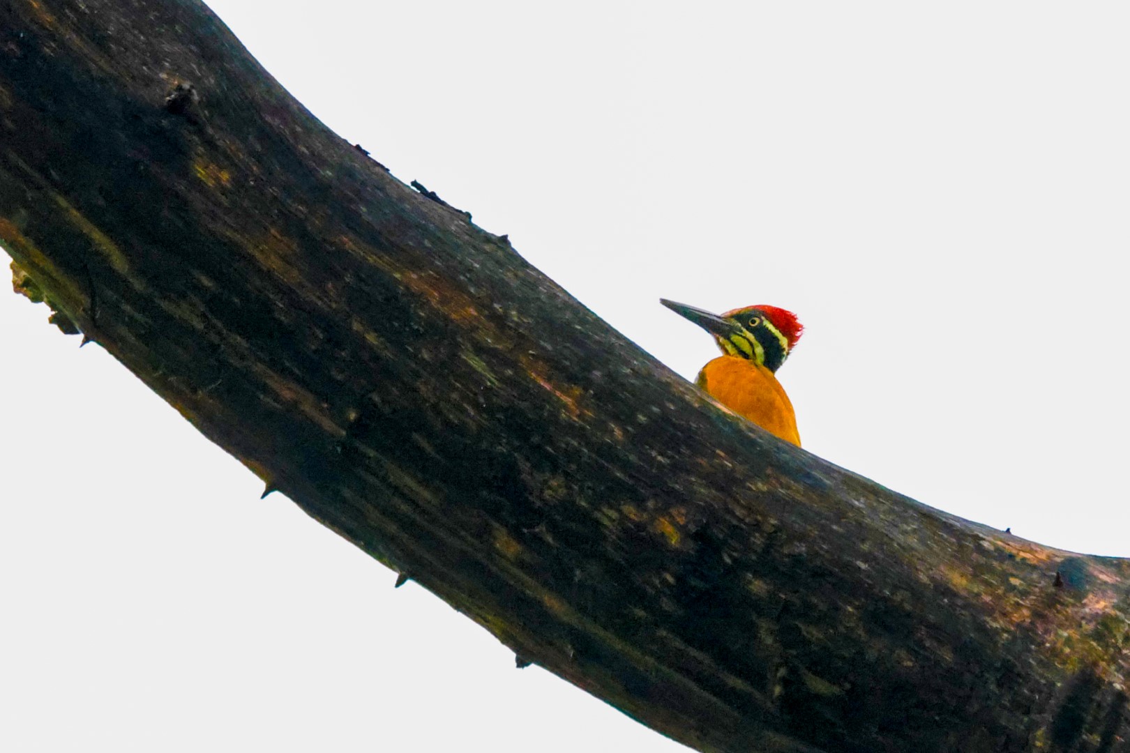 Common Flameback