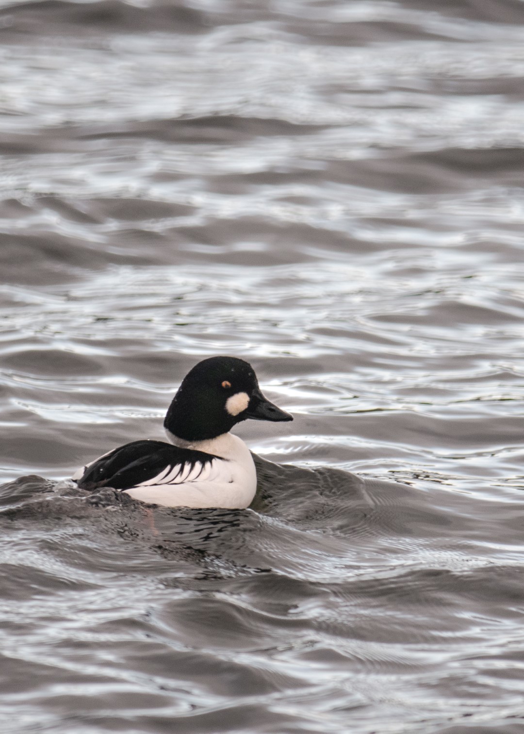 Common Goldeneye