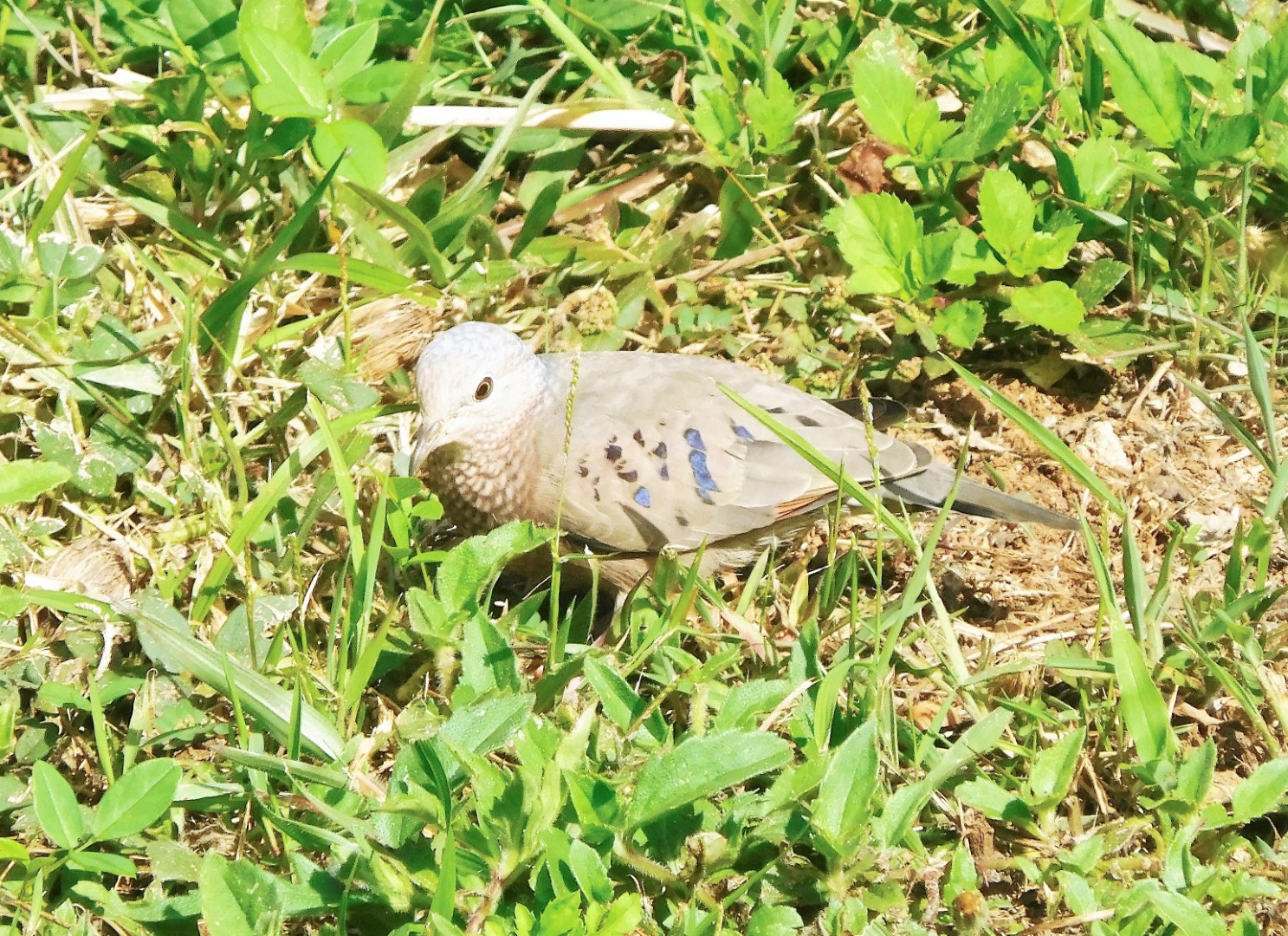 Common Ground-Dove
