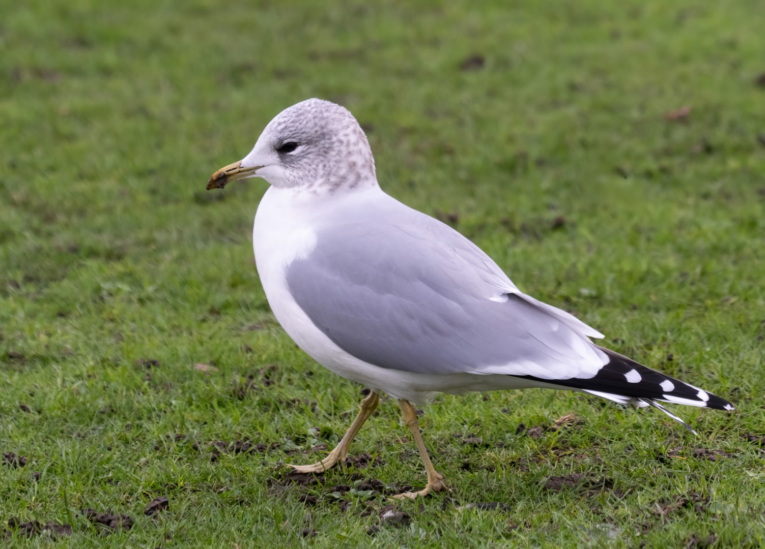 Common Gull