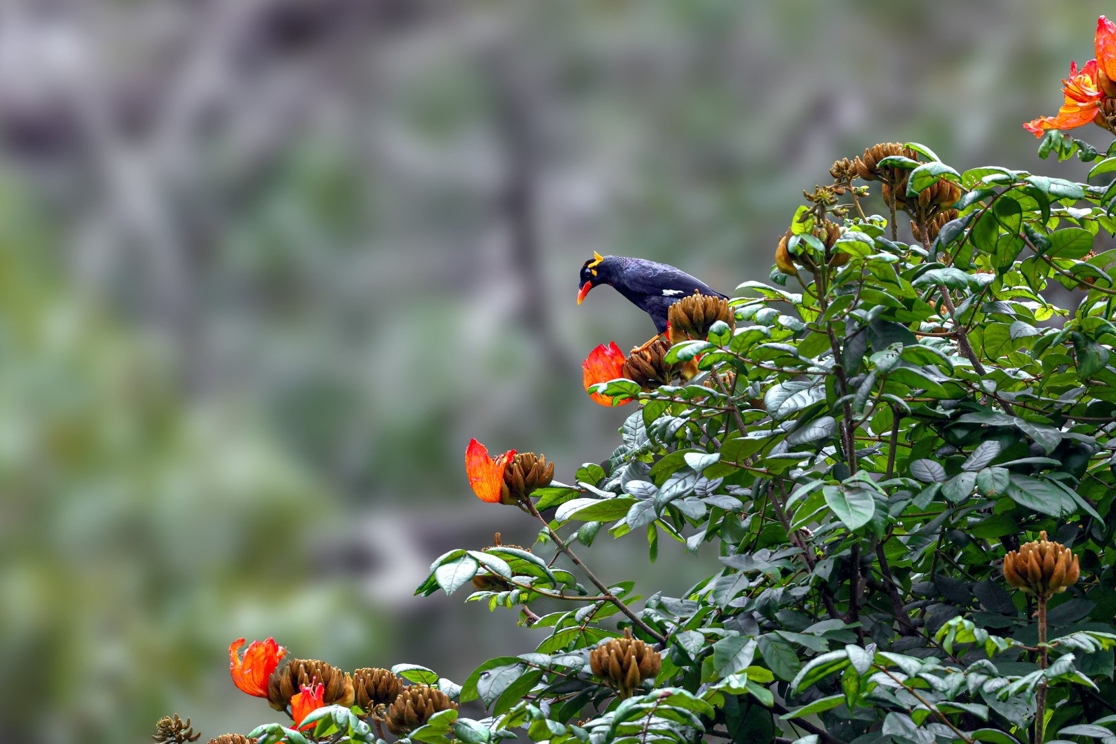 Common Hill Myna