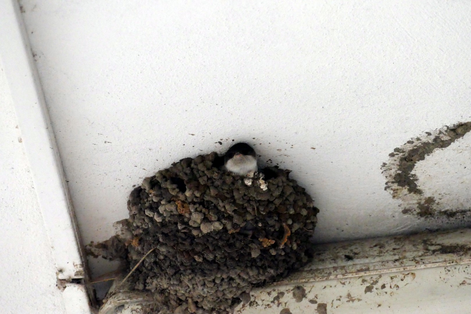 Common House Martin