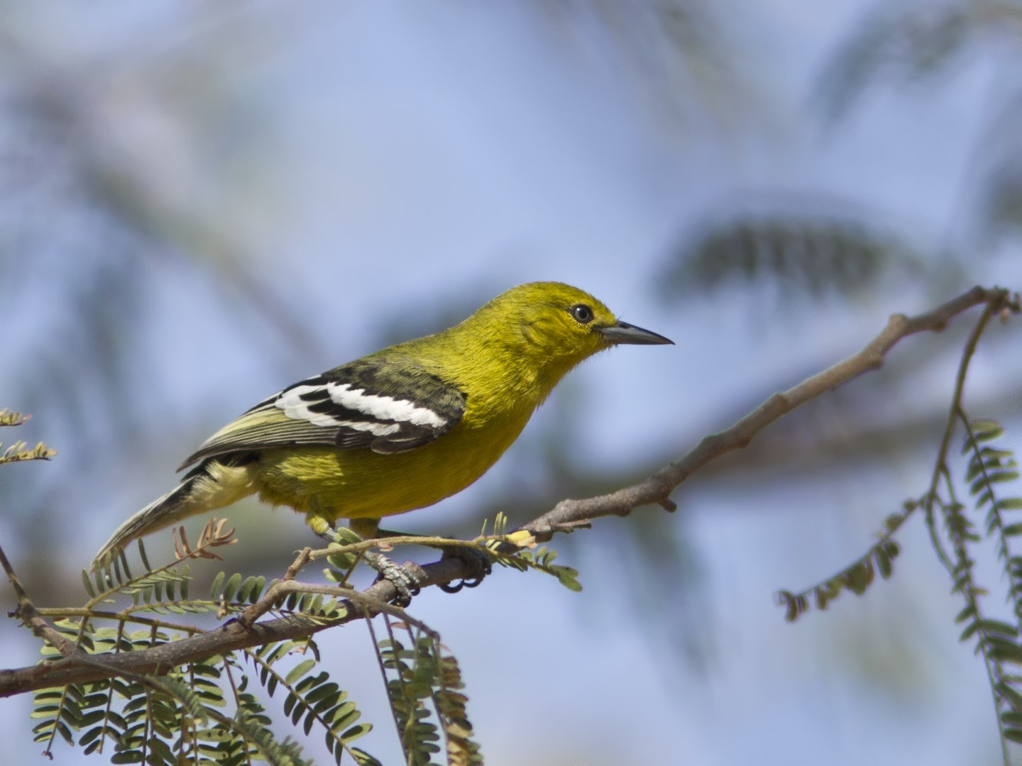 Common Iora