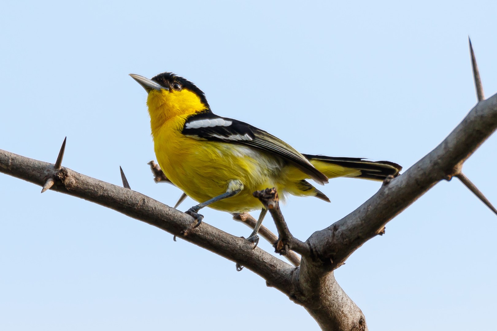 Common Iora
