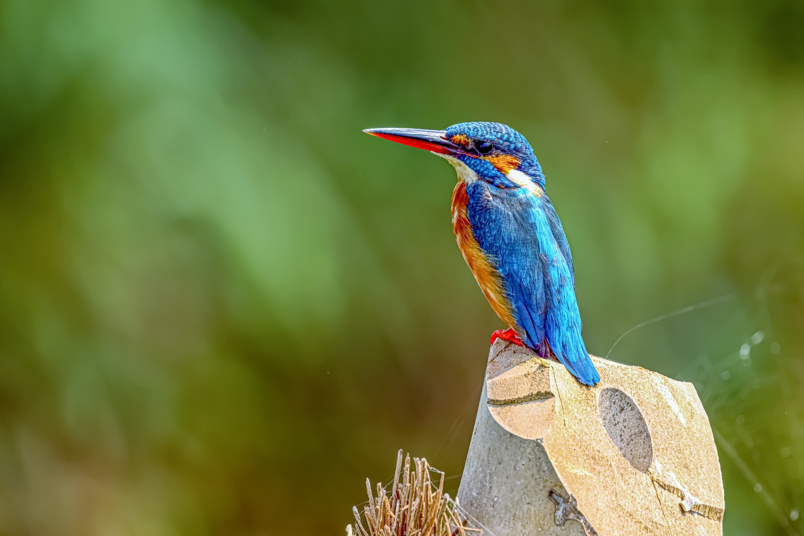 Common Kingfisher