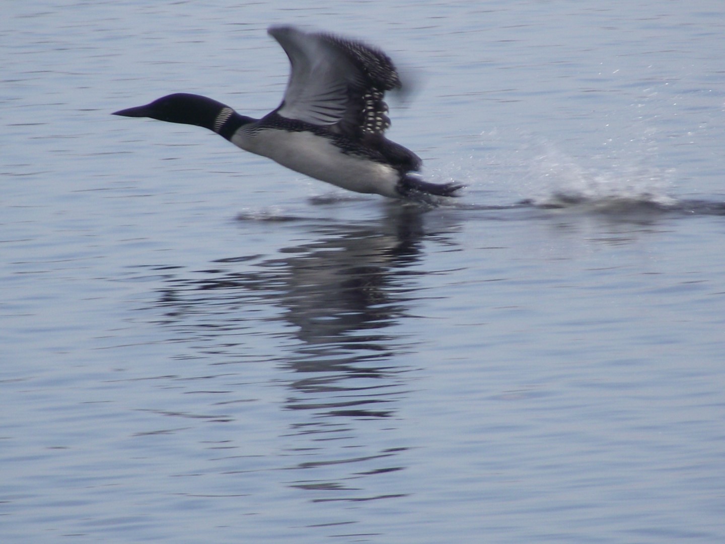 Common Loon