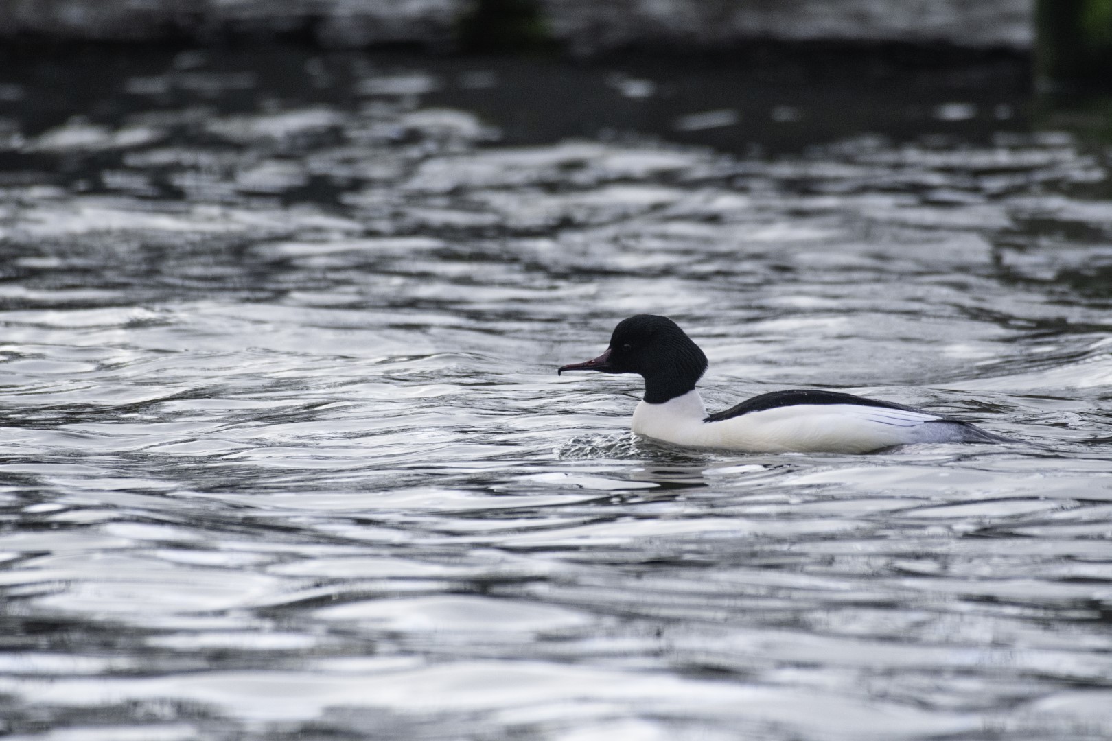 Common Merganser