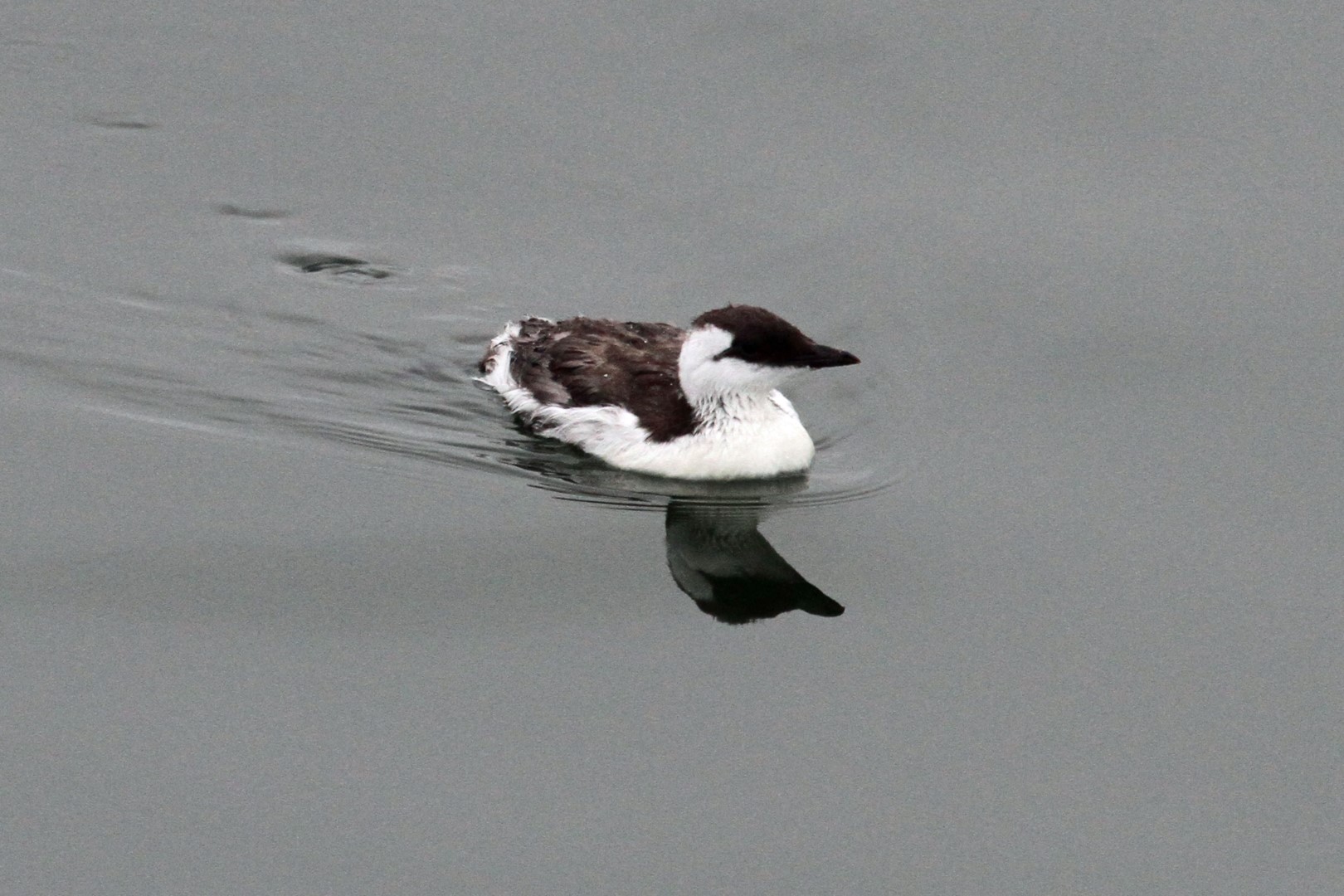 Common Murre
