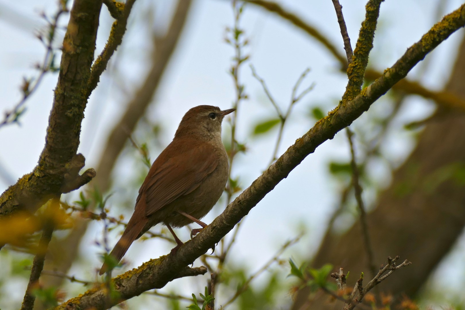Common Nightingale