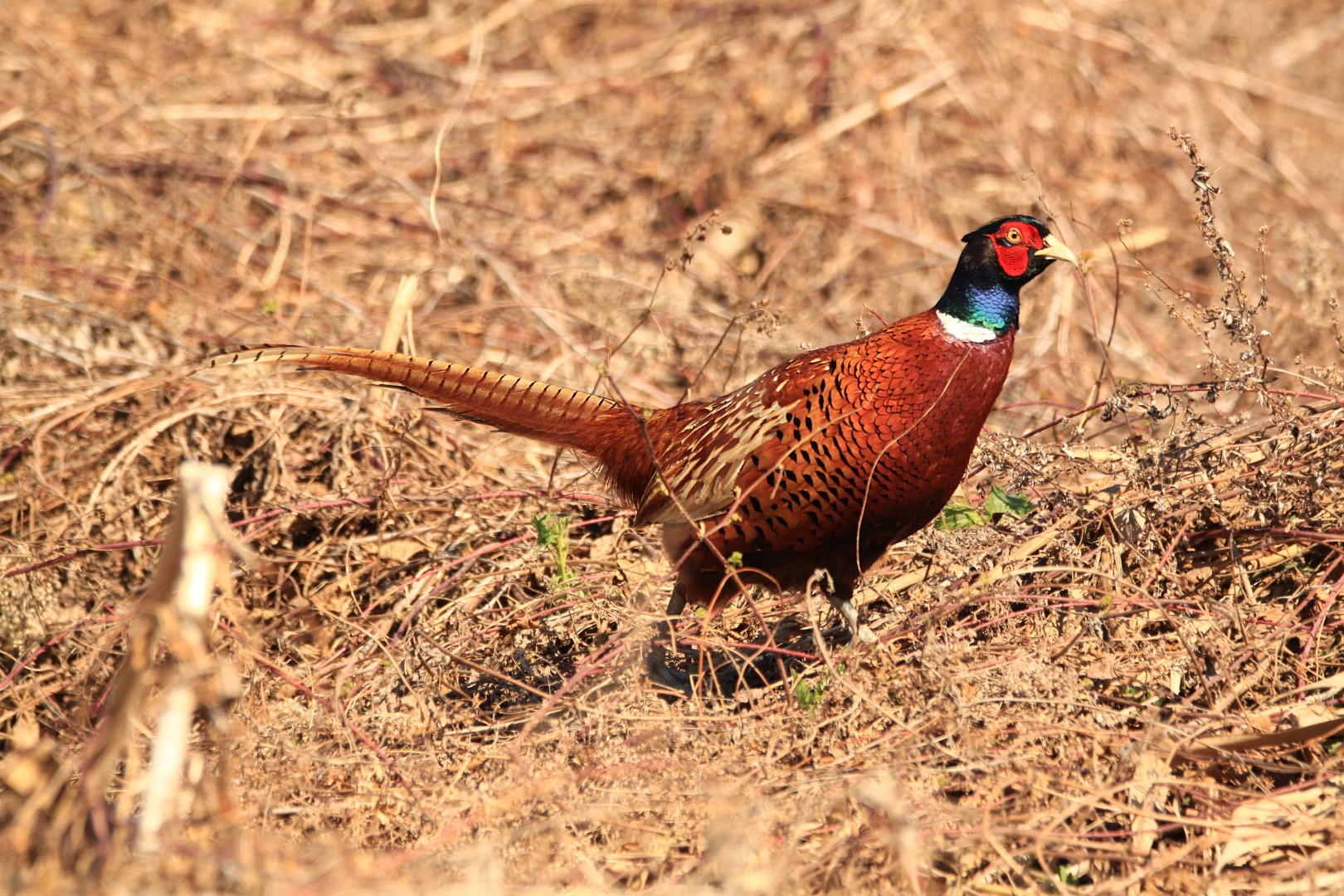 Common Pheasant