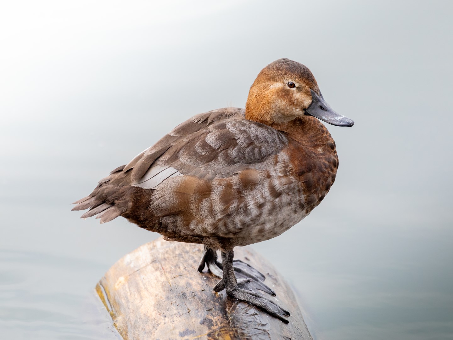 Common Pochard