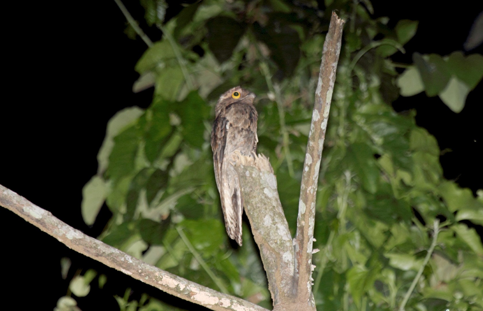 Common Potoo