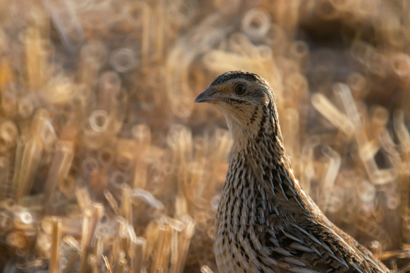 Common Quail