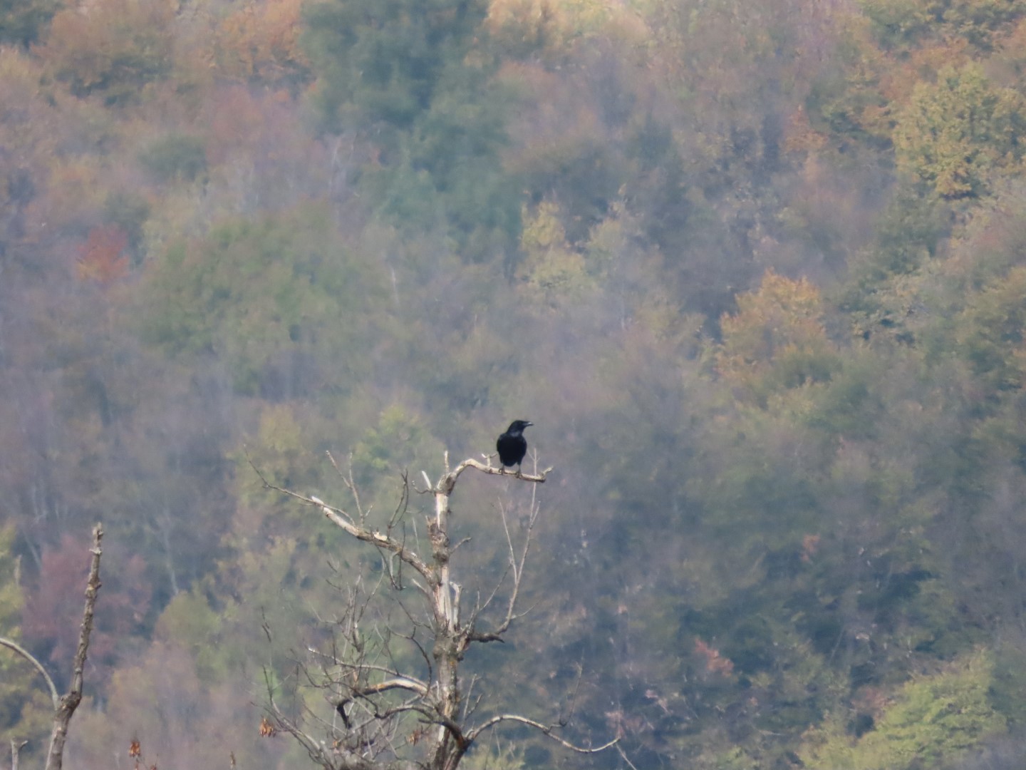 Common Raven