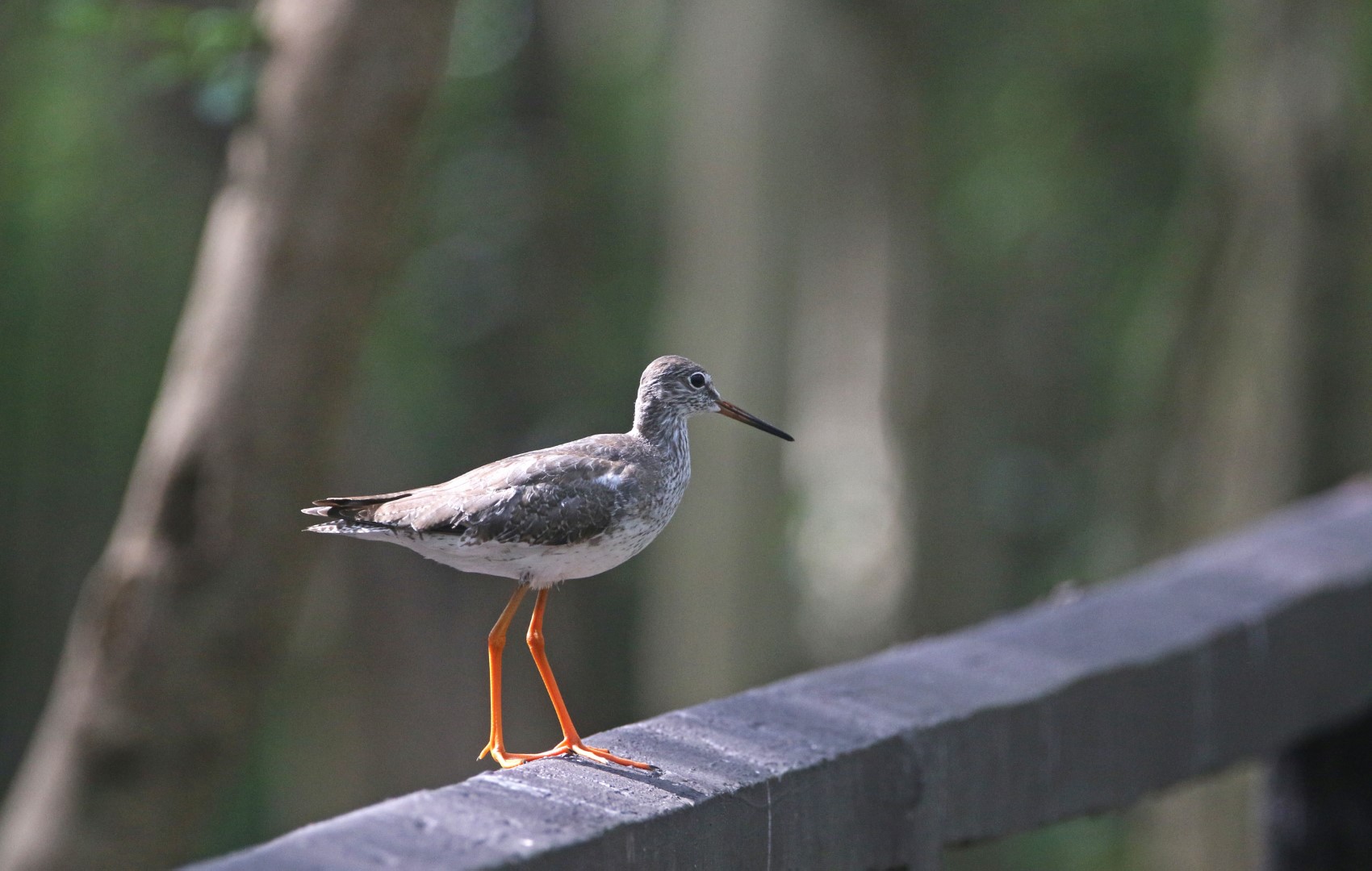 Common Redshank