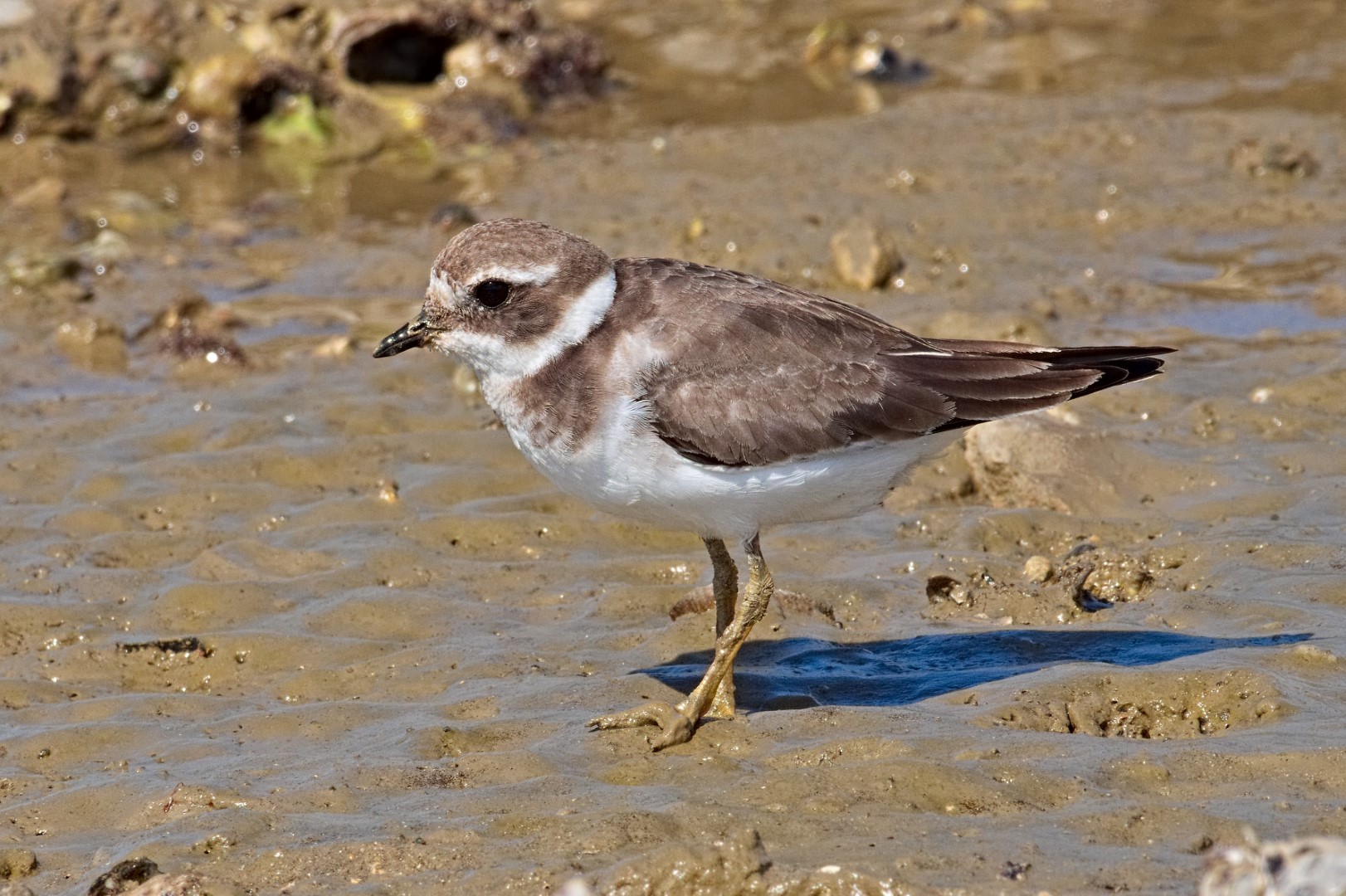 Common Ringed Plover
