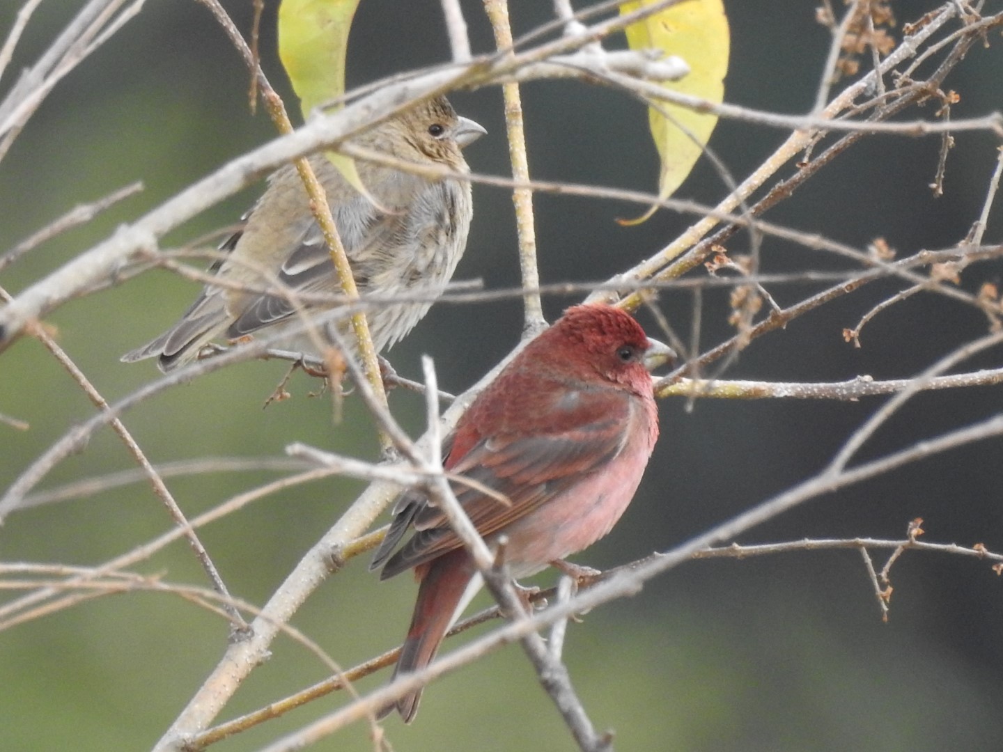 Common Rosefinch