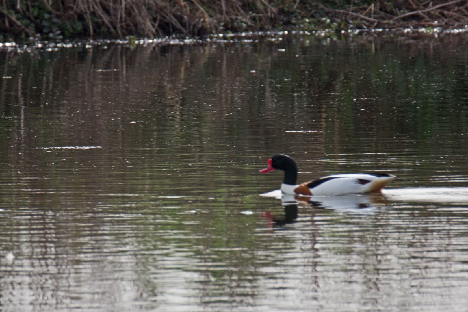 Common Shelduck