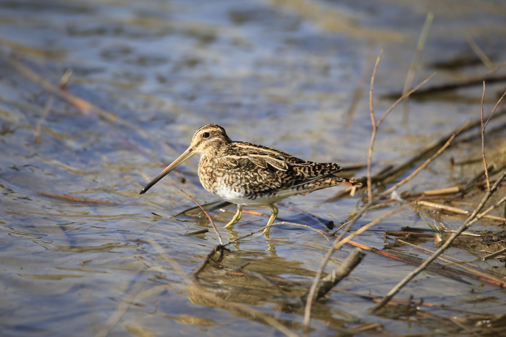 Common Snipe