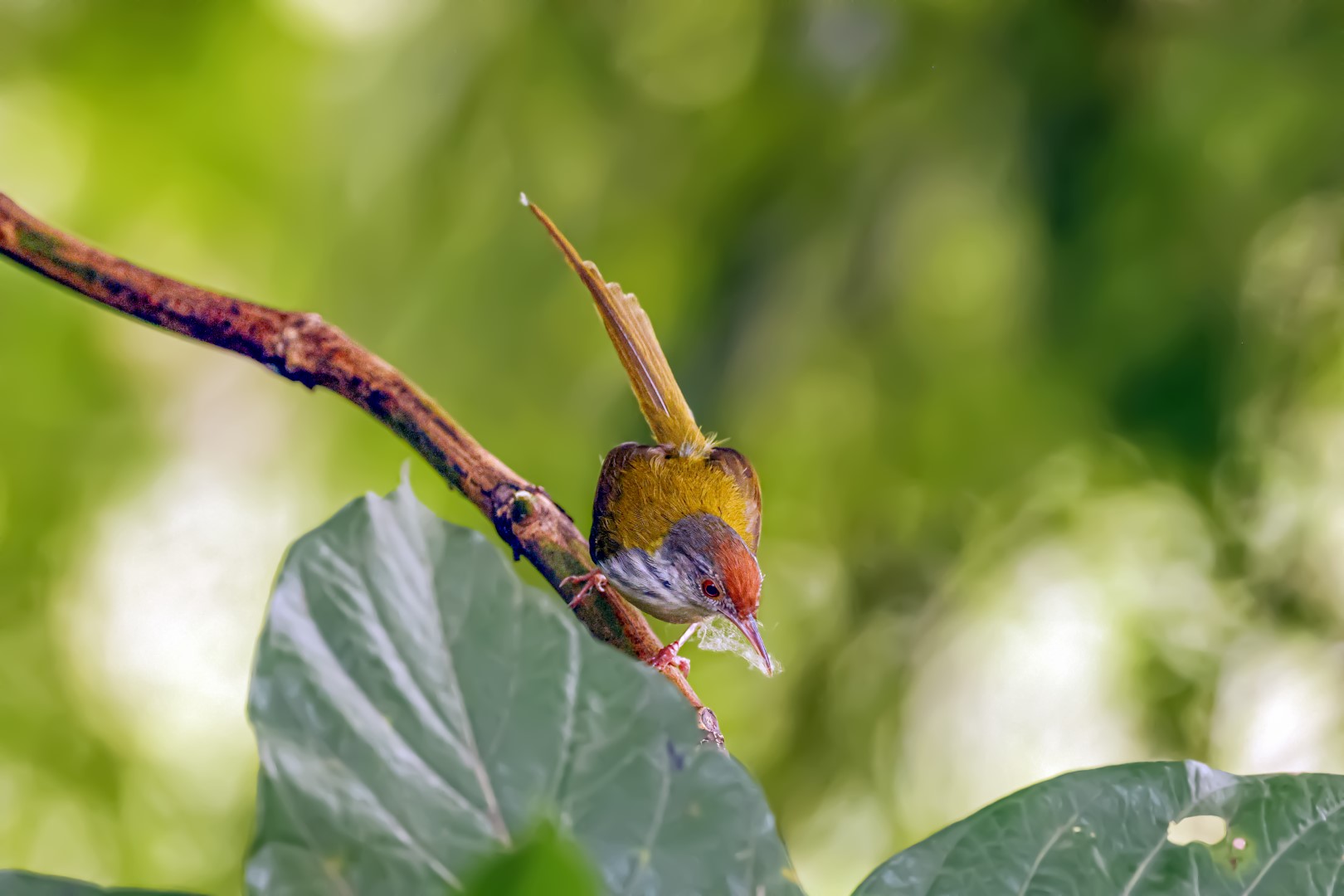 Common Tailorbird
