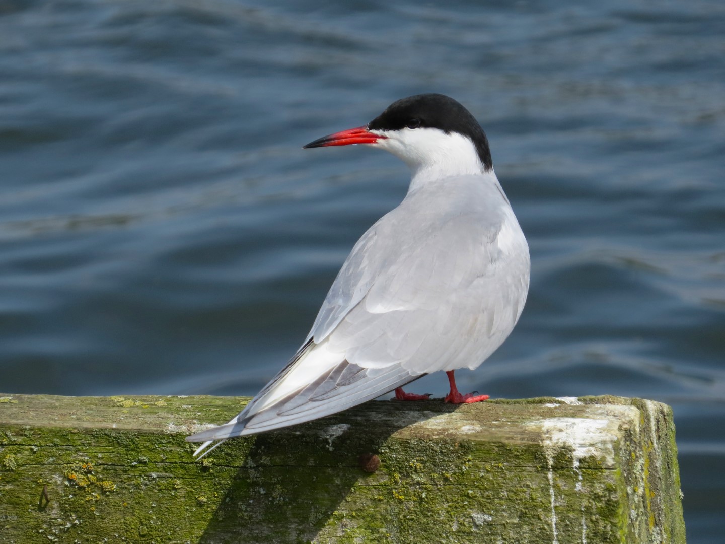 Common Tern