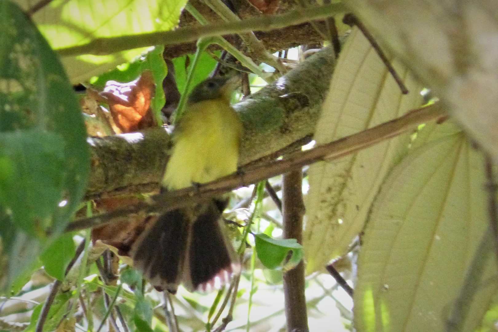 Common Tody-Flycatcher