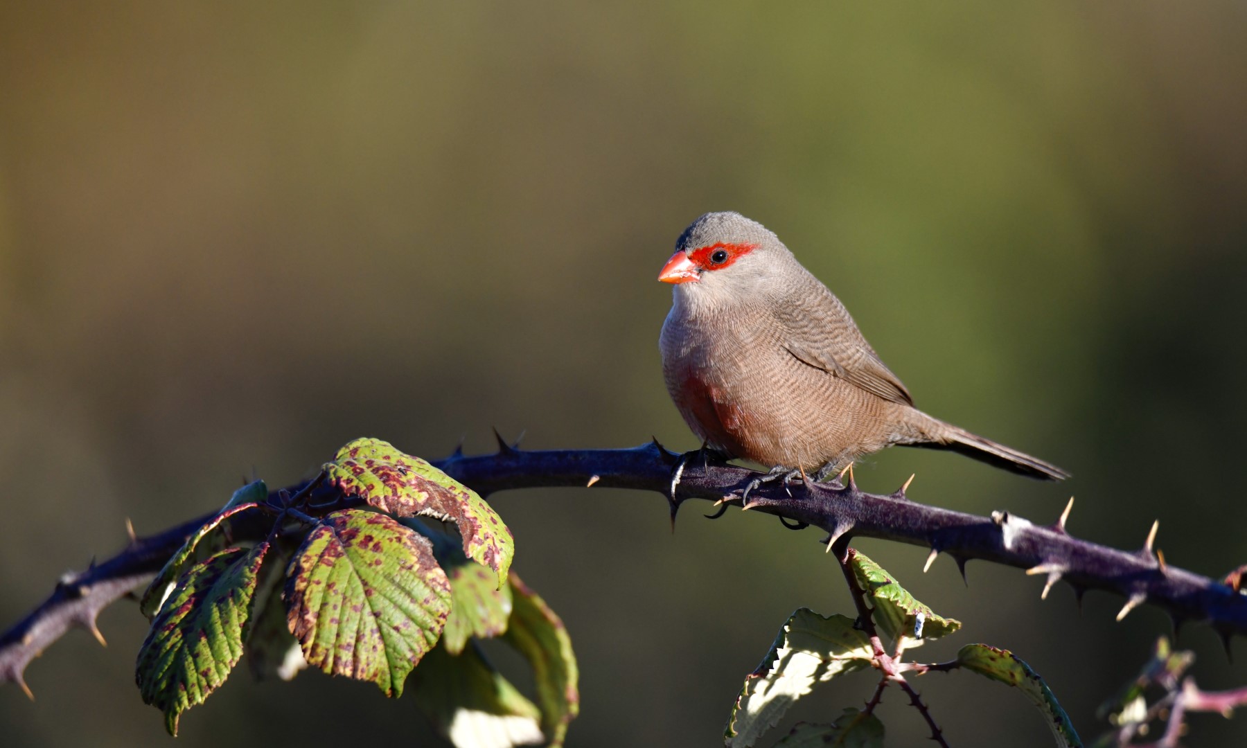 Common Waxbill