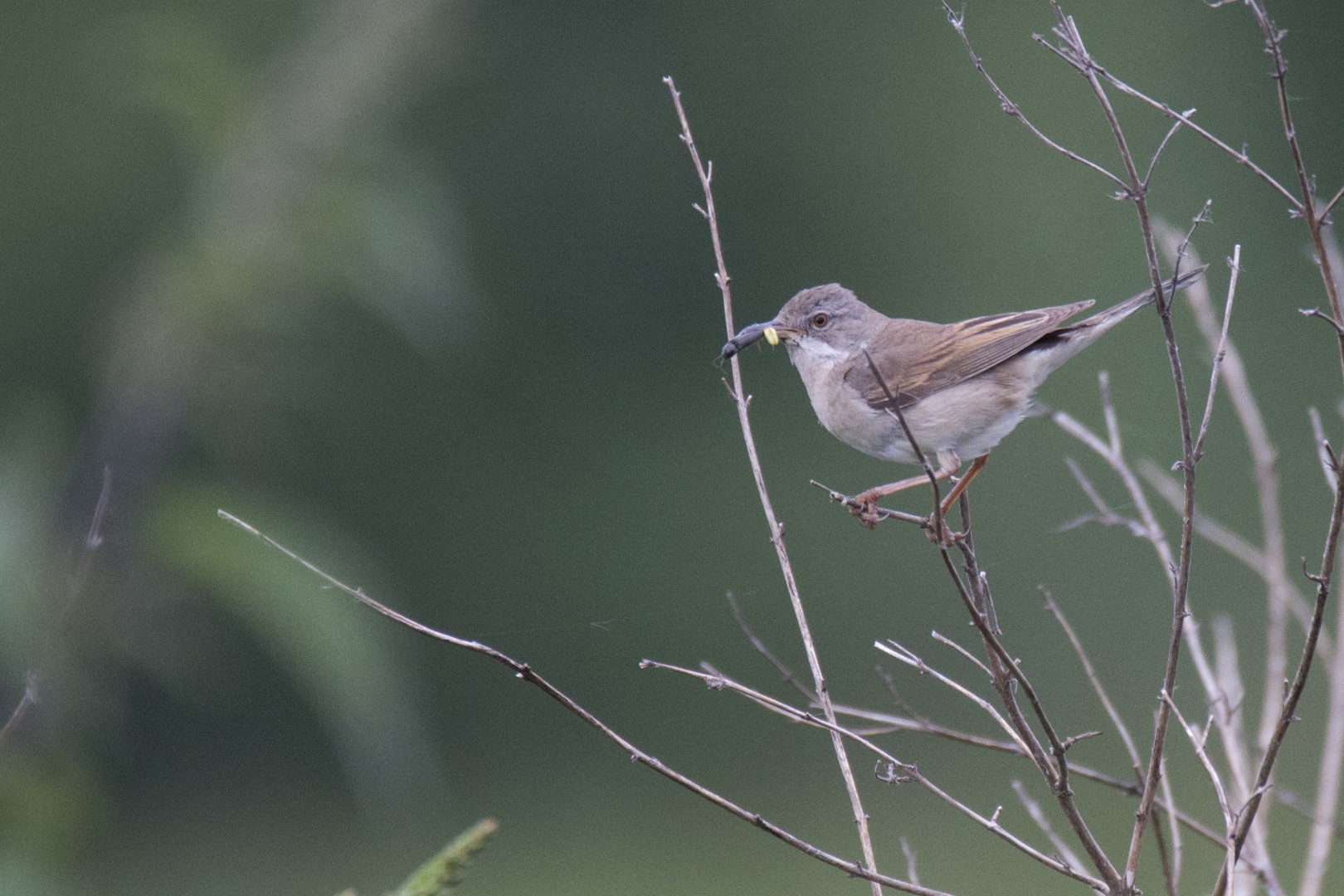 Common Whitethroat
