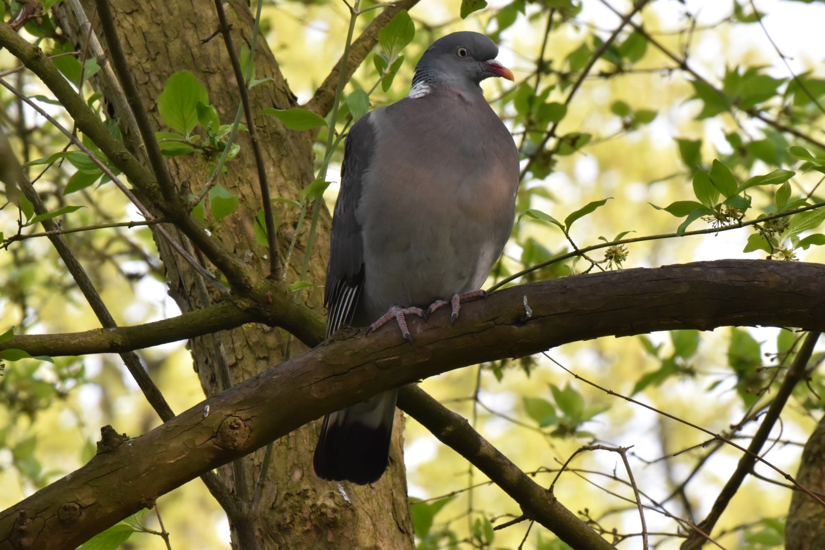 Common Wood Pigeon