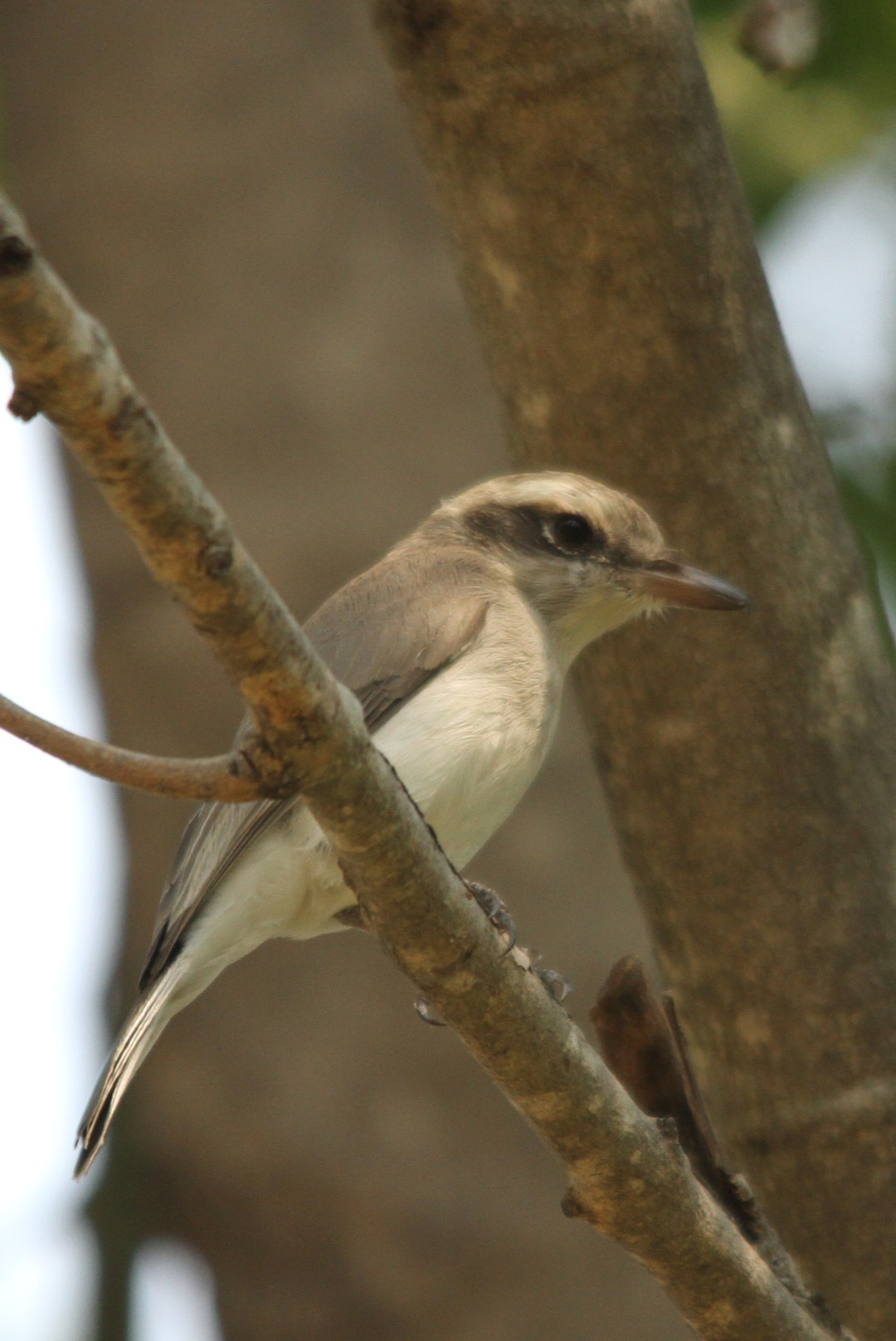 Common Woodshrike