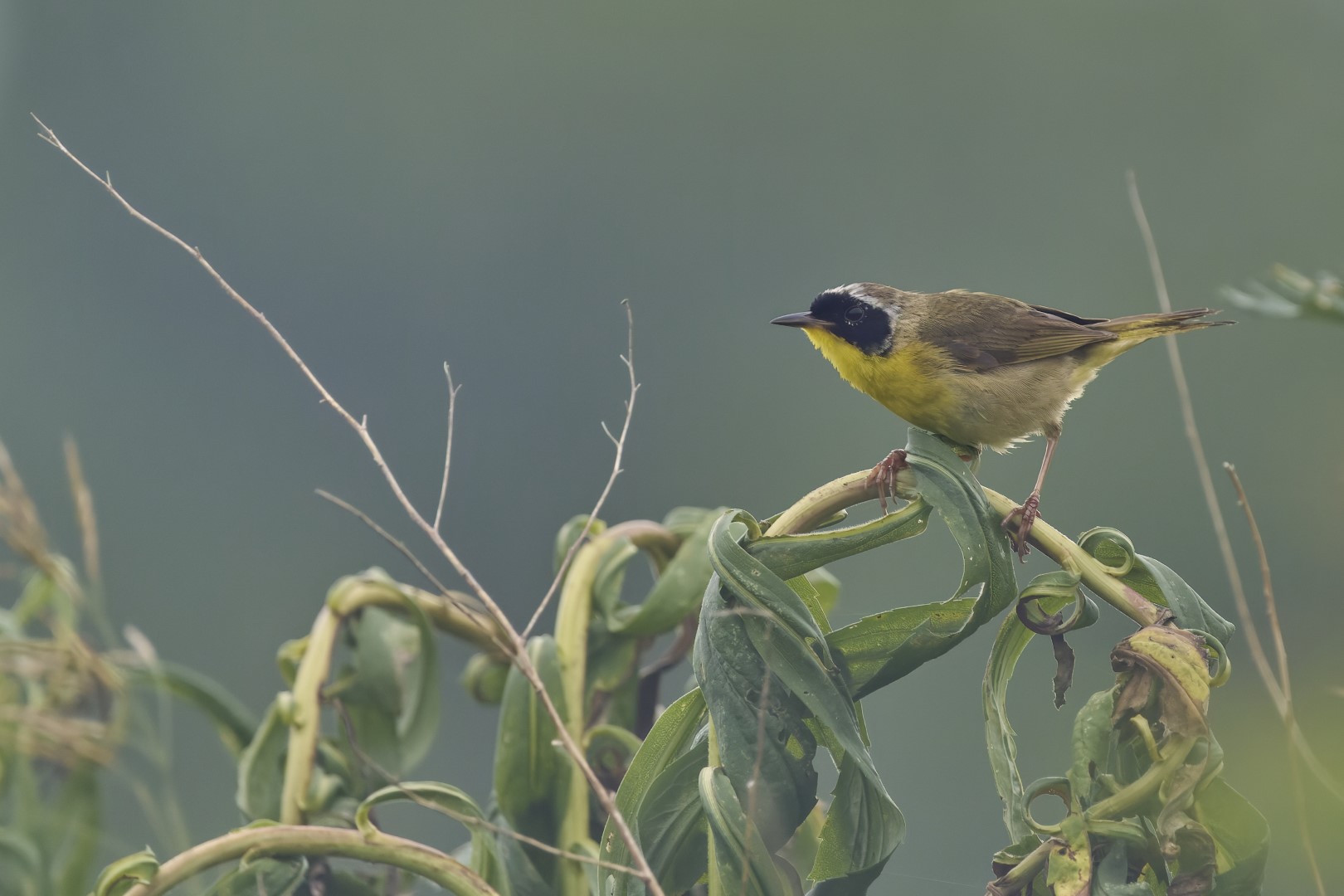 Common Yellowthroat