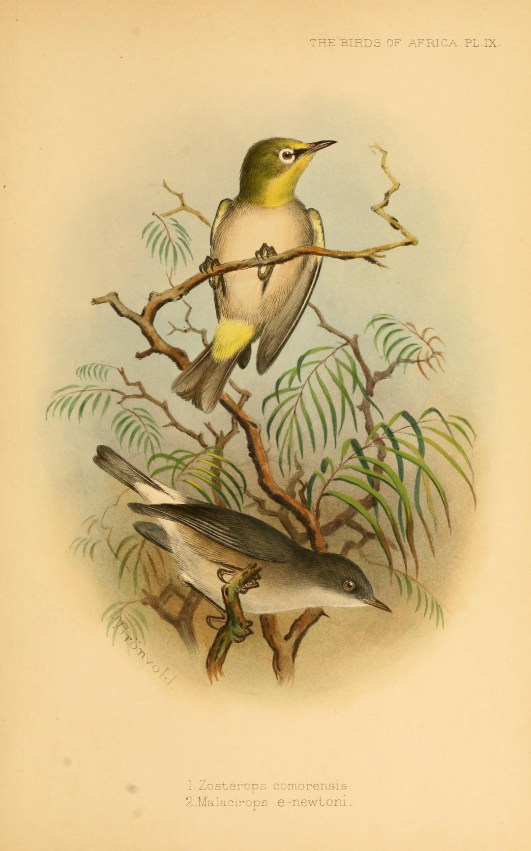 Comoro White-eye