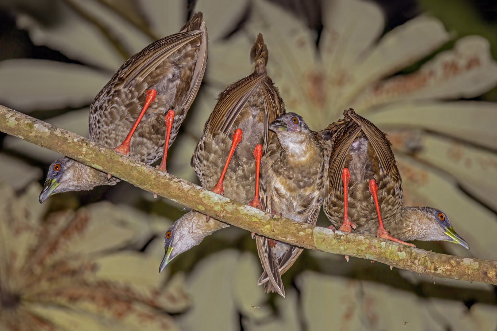 Congo Wattled Lapwing