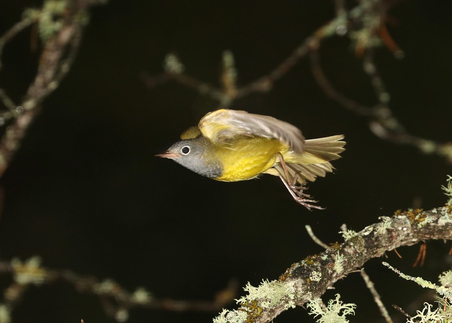 Connecticut Warbler