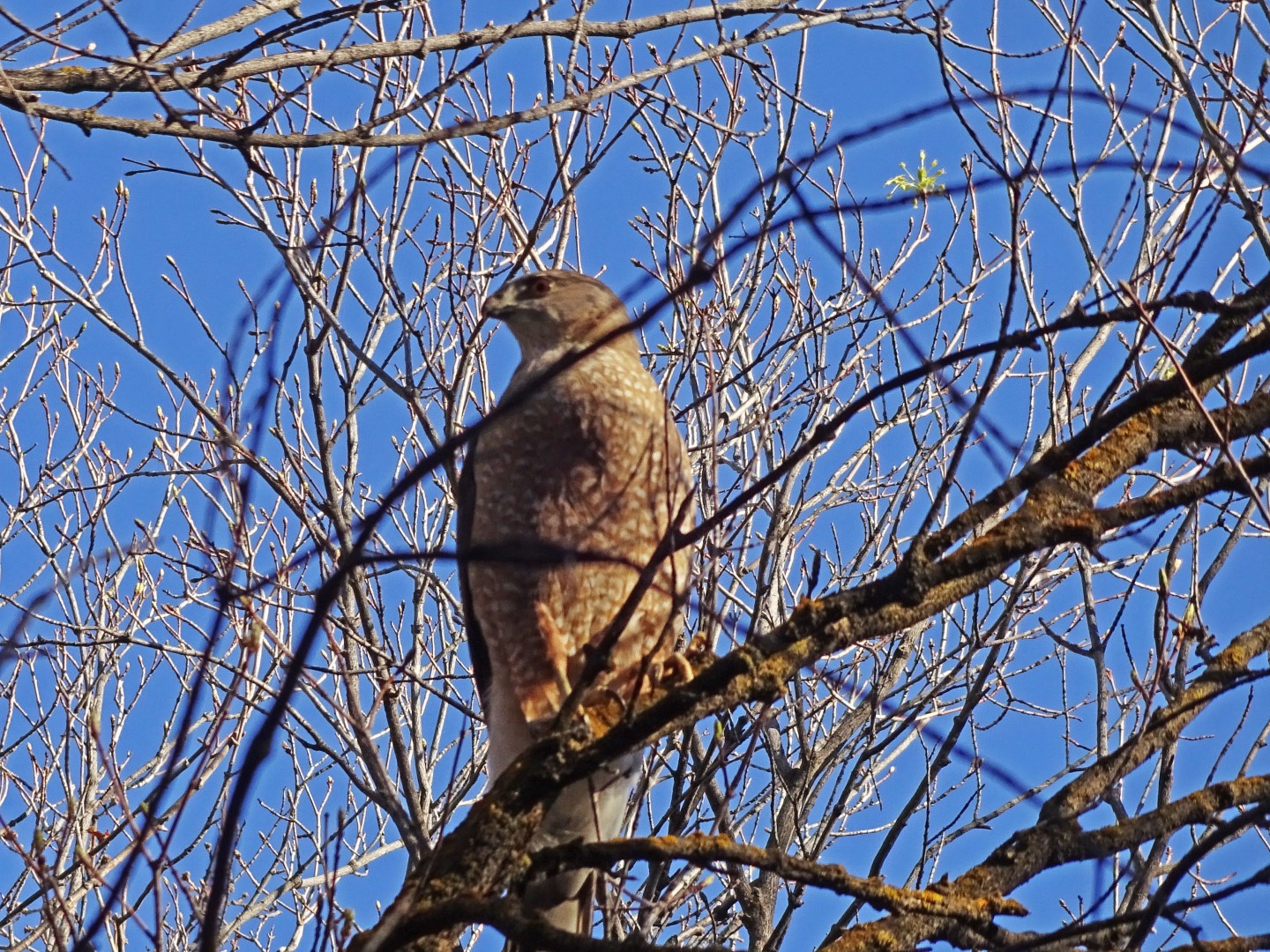 Cooper's Hawk