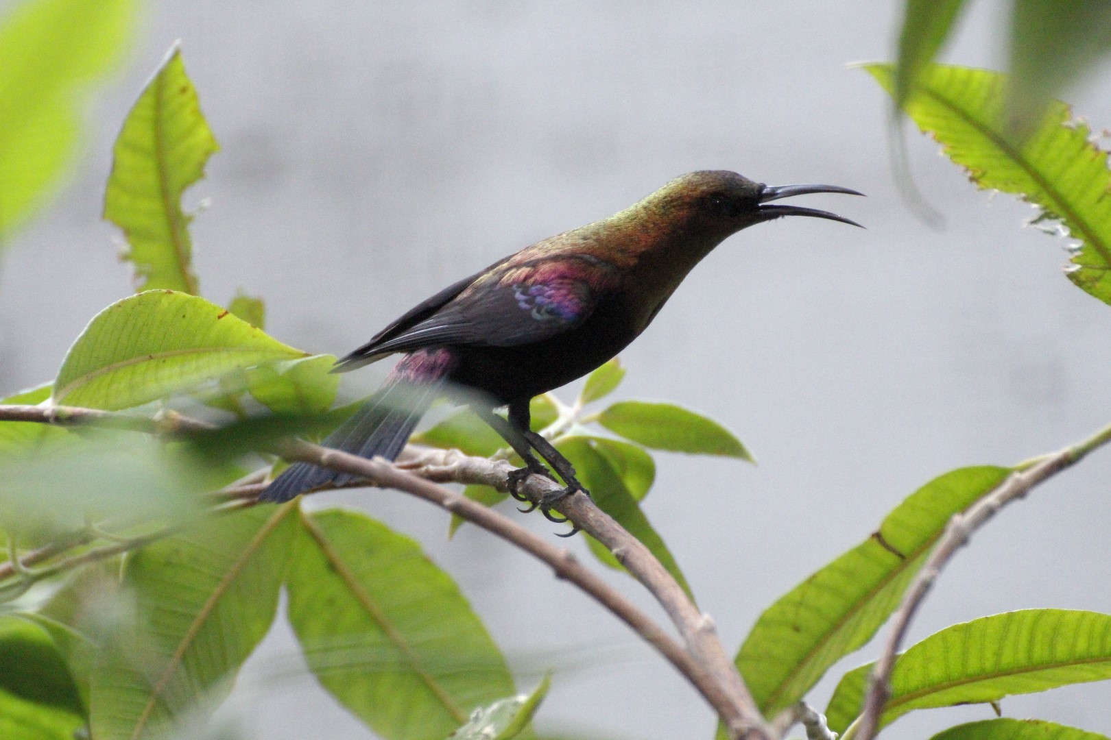 Copper Sunbird
