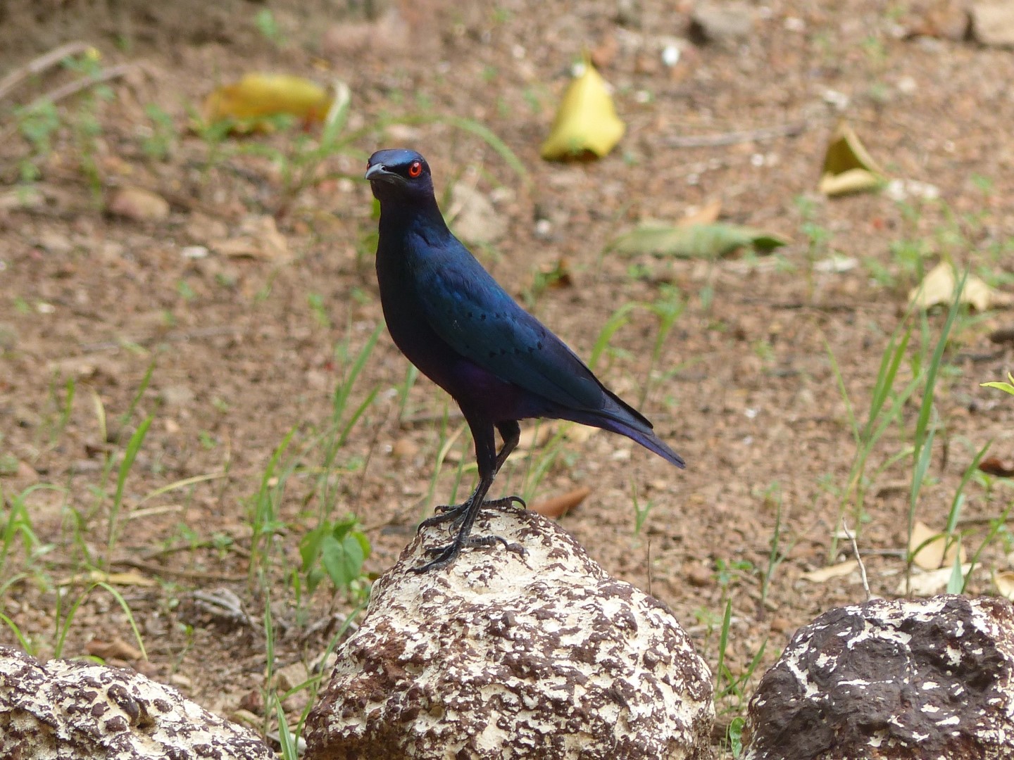 Copper-tailed Glossy-Starling