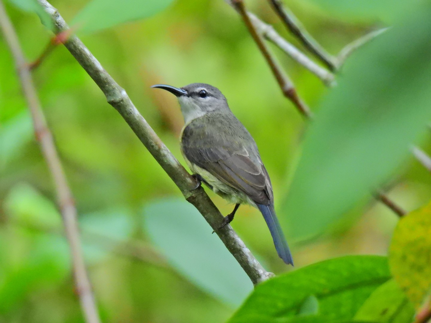 Copper-throated Sunbird