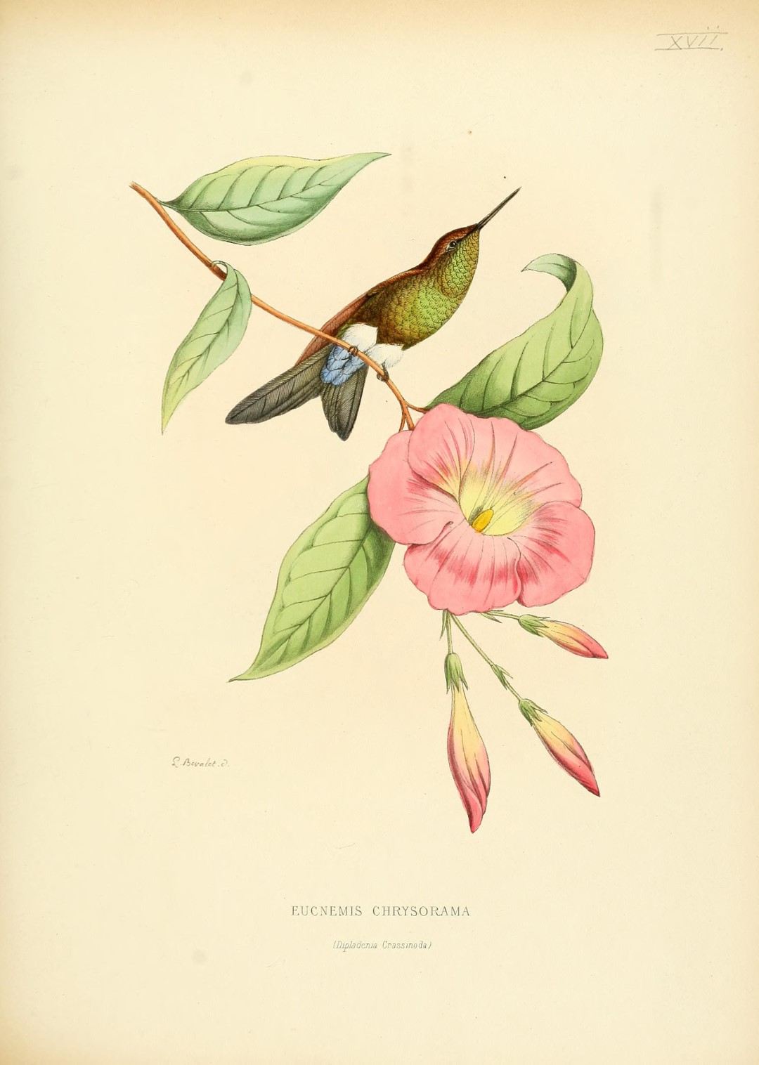 Coppery-bellied Puffleg