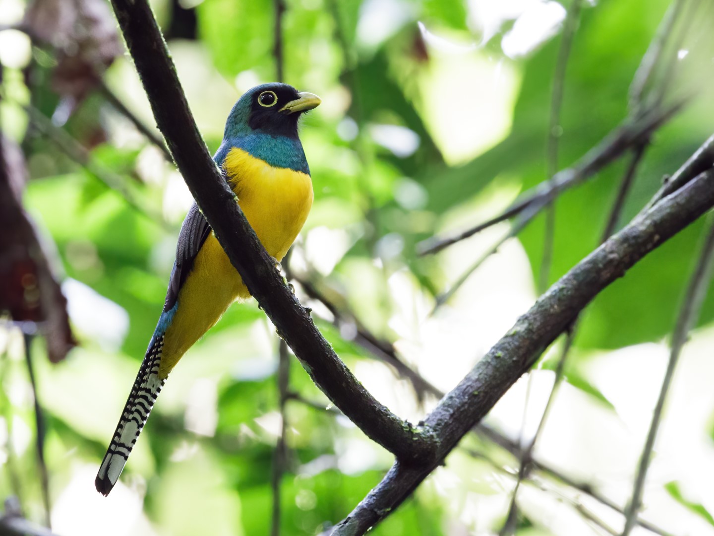 Coppery-tailed Trogon