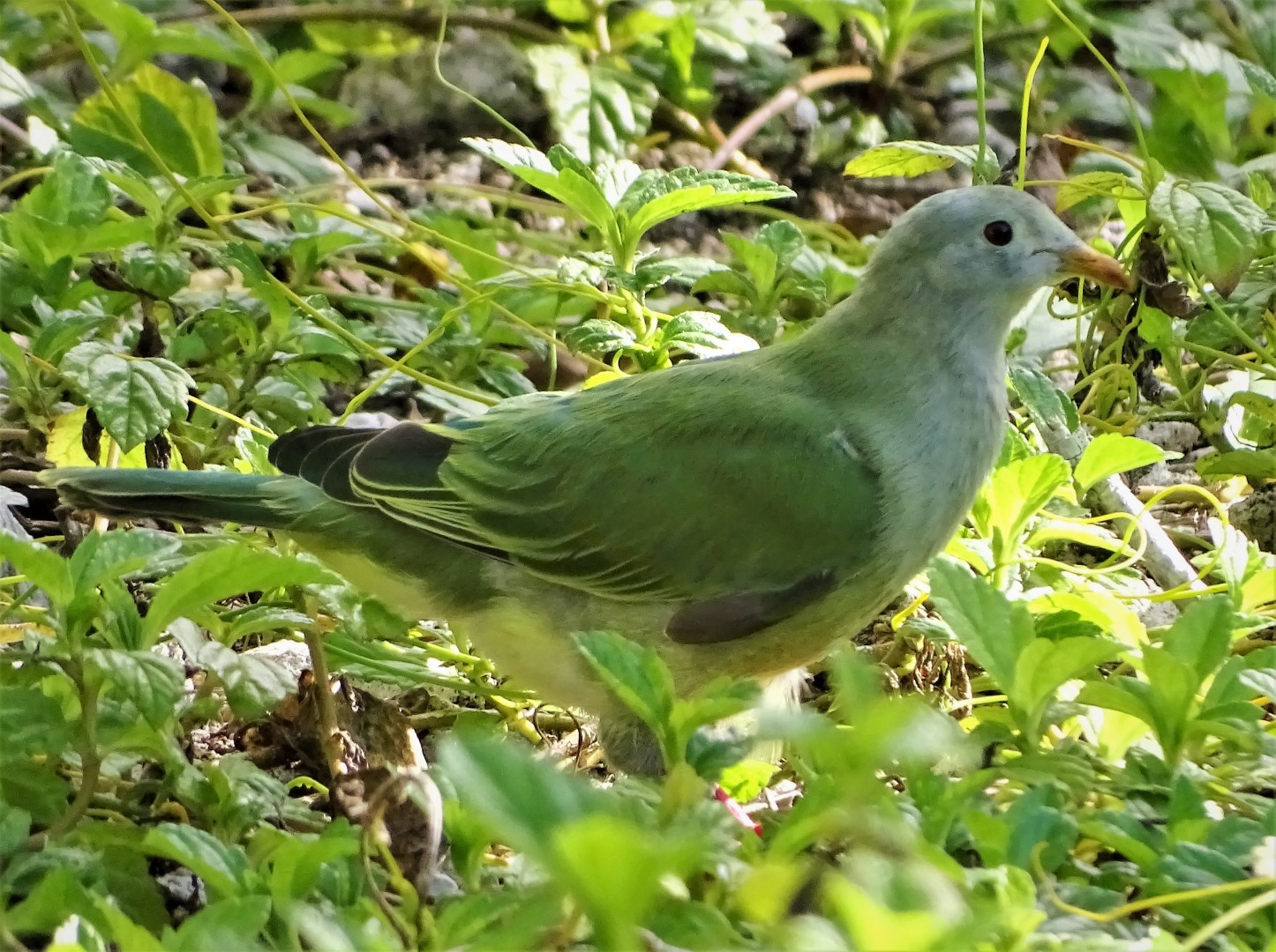Coral-billed Fruit Dove