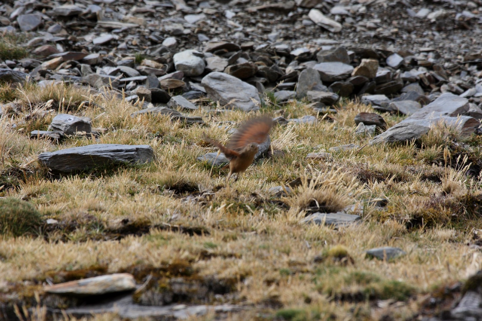 Cordillera Canastero