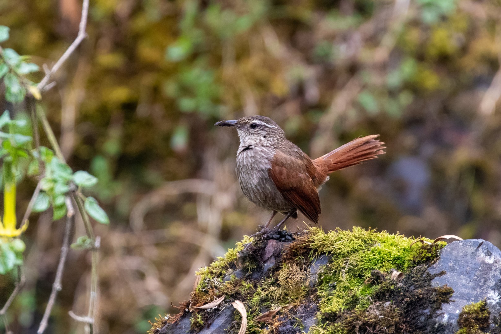 Cordillera Tapaculo