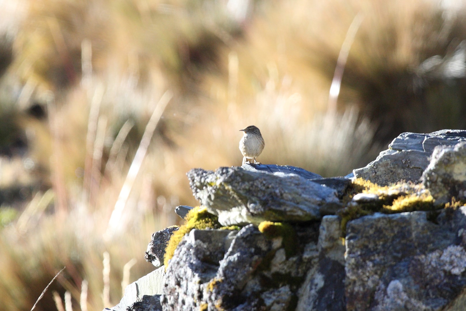 Cordilleran Canastero