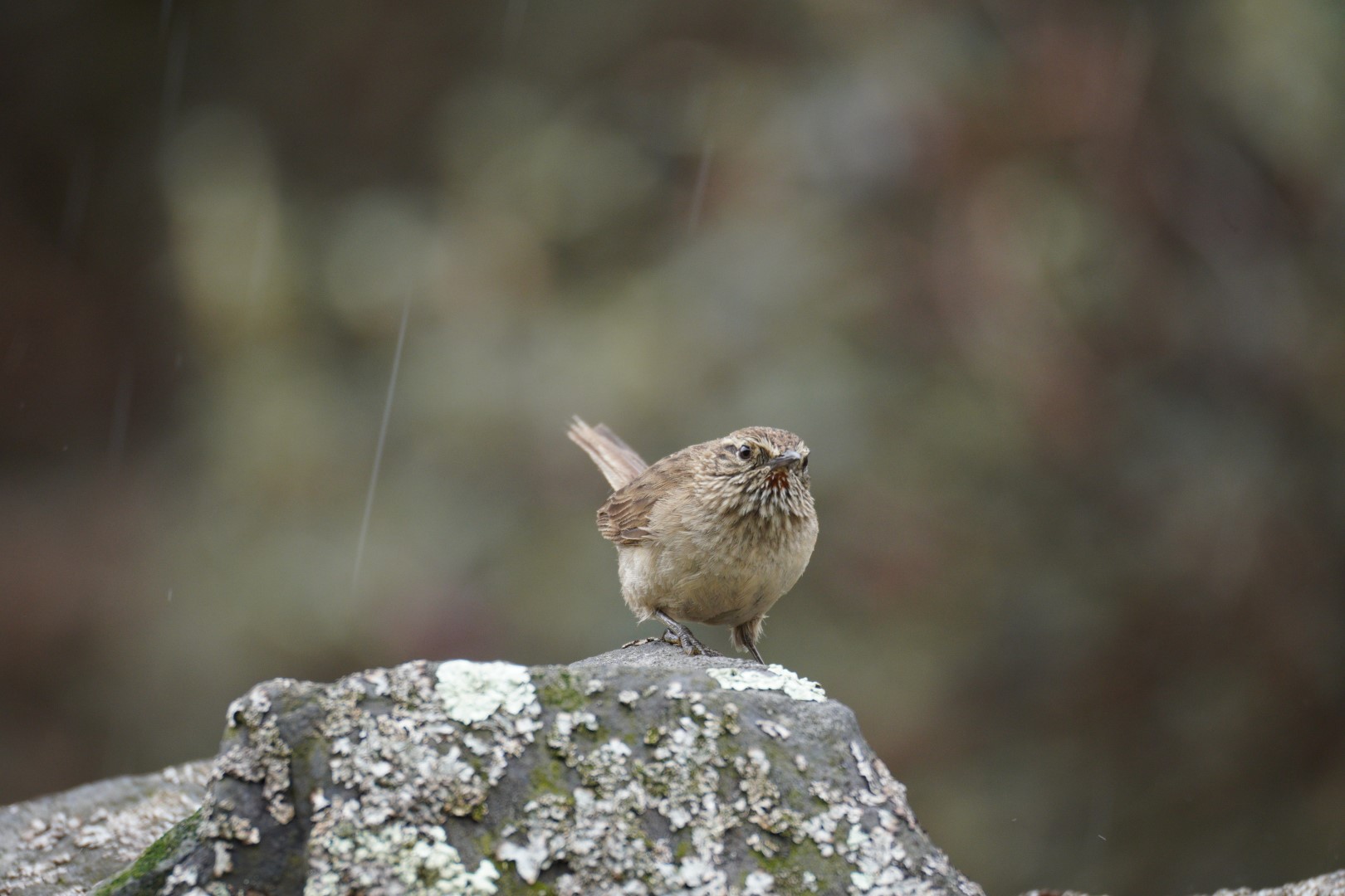 Cordilleran Canastero