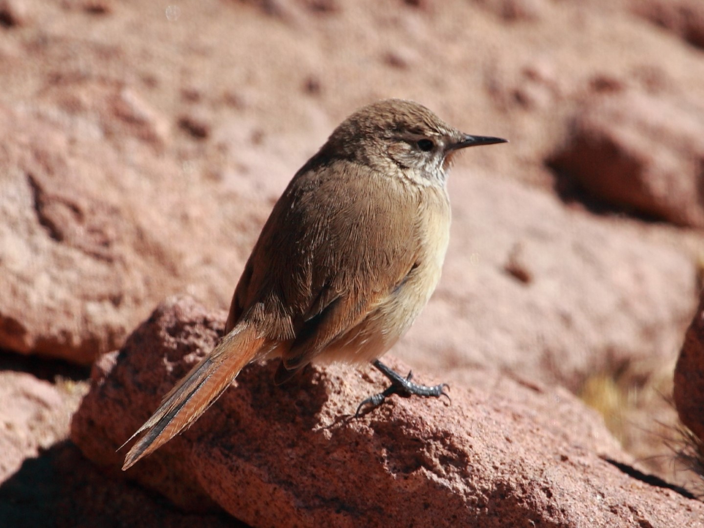 Cordilleran Canastero